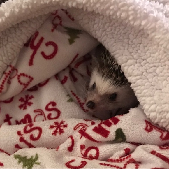 hedgehoghugz